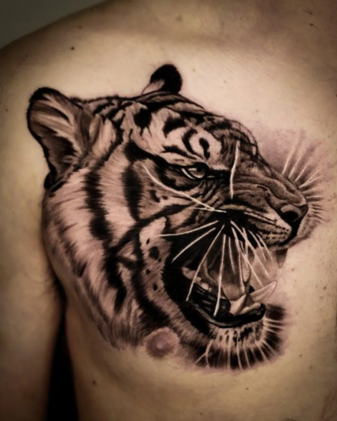 Animal tattoo Chicago tiger tattoo spirituality and courage Animal tattoo Chicago tiger tattoo spirituality and courage