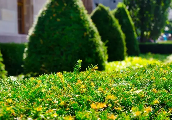 Entretien espaces verts collectifs