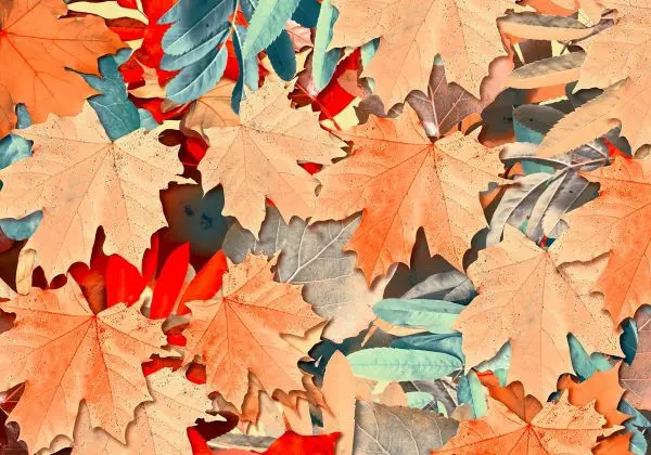 ramassage des feuilles