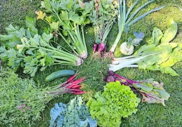 paysagiste potagers Châtenay Malabry