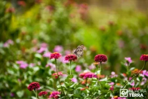 Entretien jardin 1000m2