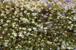 Tarif taille de haies